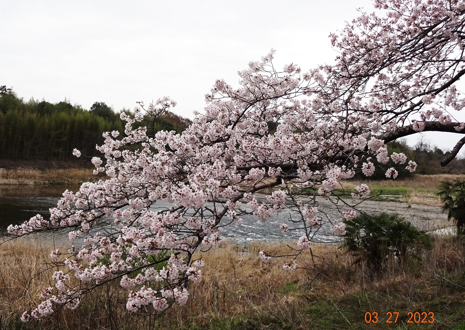 金崎、枝桜と思川