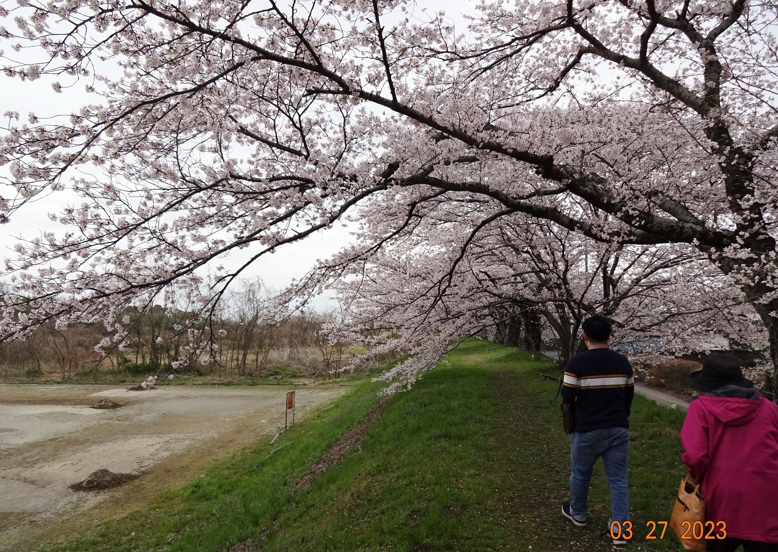 2023年金崎の桜
